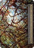 Briar Patch (Foil) – Arthurian Legends