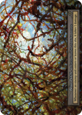 Briar Patch – Arthurian Legends