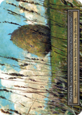 Haystack / Foil
